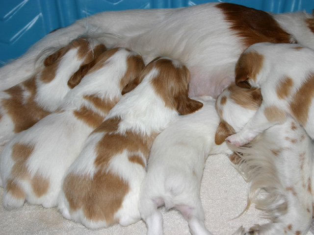 puppies Worms and Intestinal Parasites